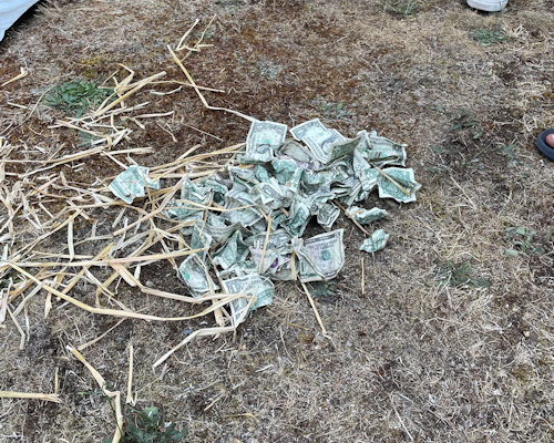 Frank Lumber Carnival & Picnic 2023