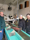 Going through the Coho Salmon Eggs at the Issaquah Hatchery